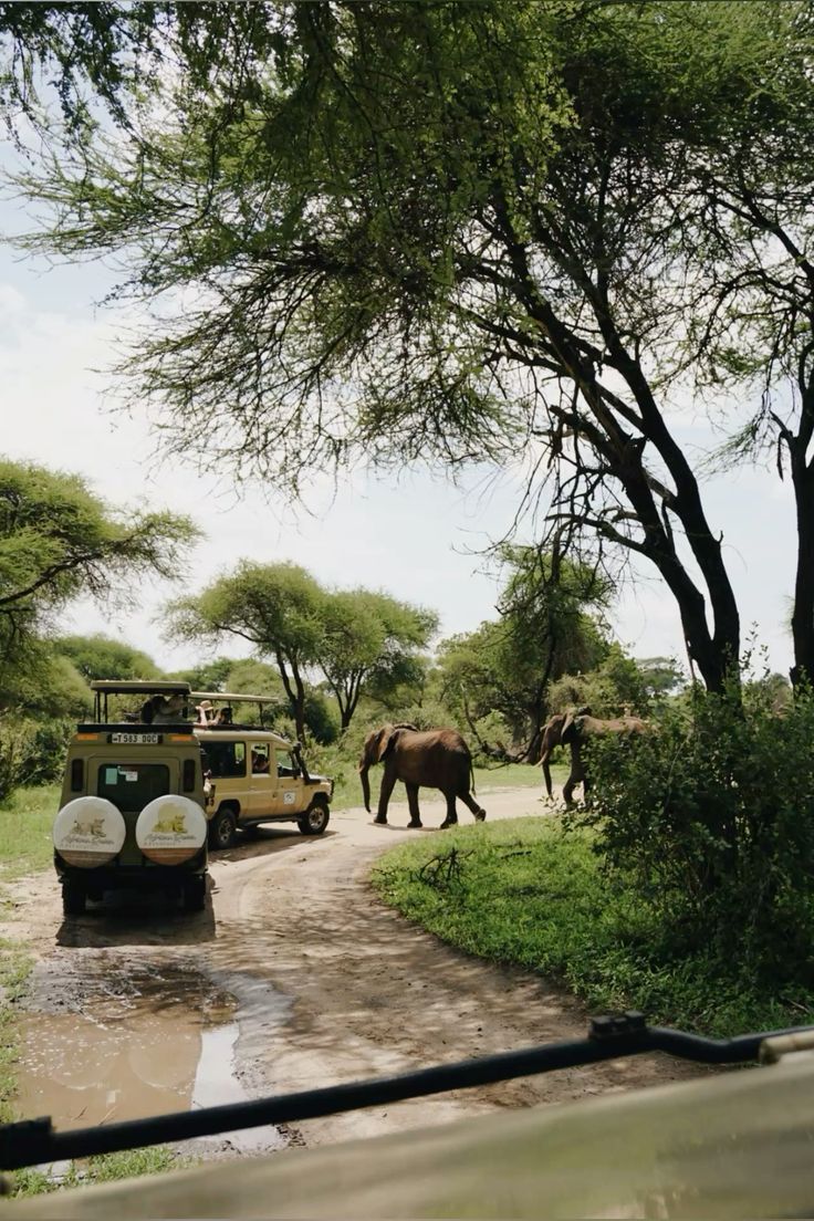  9-Days Private Safari with Walking Safari & Kilimanjaro.