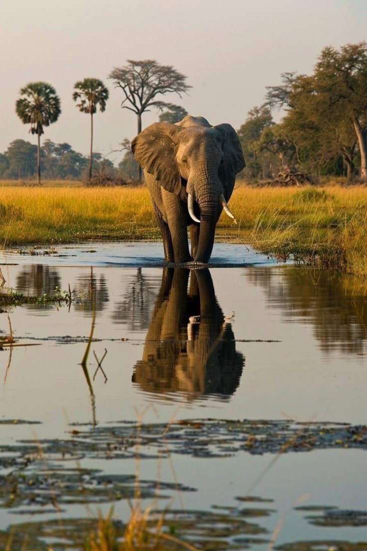 3-Days Zanzibar to Serengeti Classic Safari