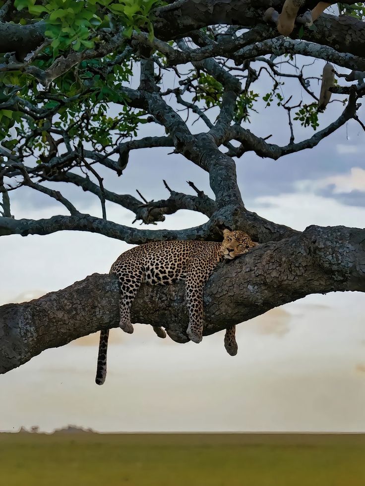 4-Days Beach to Bush, Fly In & Fly Out Luxury Safari