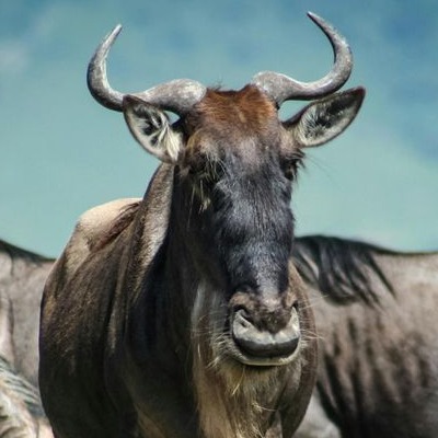 6-Days Comfort safari.