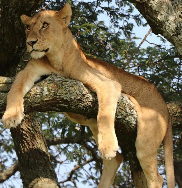 6-Days Comfort safari.